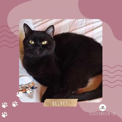 Katze Velvet möchte Dein Herz erobern, EKH - Katze