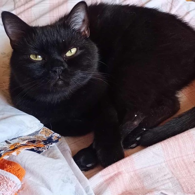 Katze Velvet möchte Dein Herz erobern, EKH - Katze