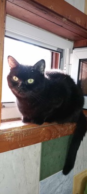 Katze Velvet sucht ihr Körbchen, EKH - Katze