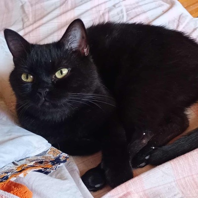 Katze Velvet sucht ihr Körbchen, EKH - Katze