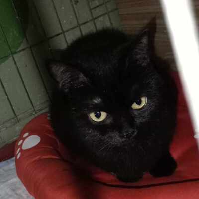 Katze Velvet sucht ihr Körbchen, EKH - Katze