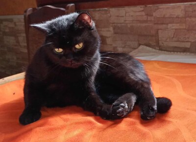 Katze Velvet wartet auf Dich, EKH - Katze