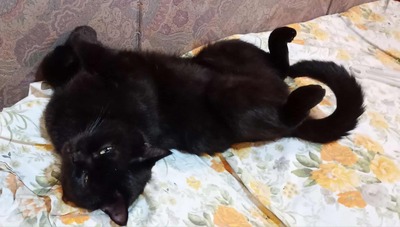 Katze Velvet wartet auf Dich, EKH - Katze