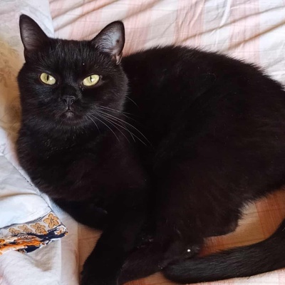 Katze Velvet wartet auf Dich, EKH - Katze