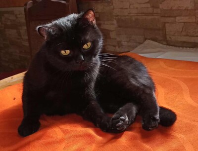 Katze Velvet wartet auf ihre Familie, EKH - Katze