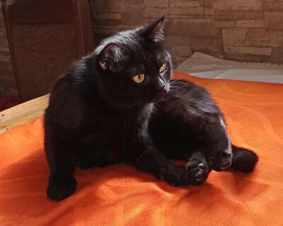 Katze Velvet wartet auf ihre Familie, EKH - Katze