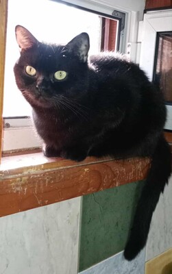 Katze Velvet wartet auf ihre Familie, EKH - Katze