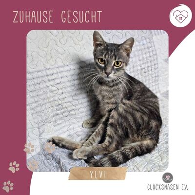 Katze Ylvi mag Menschen sehr, EKH - Katze