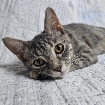 Katze Ylvi mag Menschen sehr, EKH - Katze