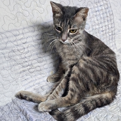 Katze Ylvi mag Menschen sehr, EKH - Katze