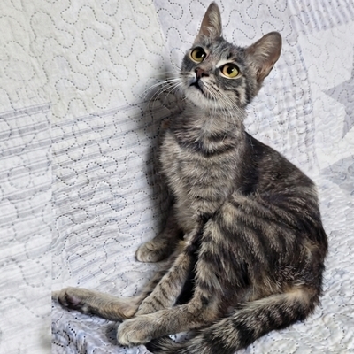 Katze Ylvi mag Menschen sehr, EKH - Katze