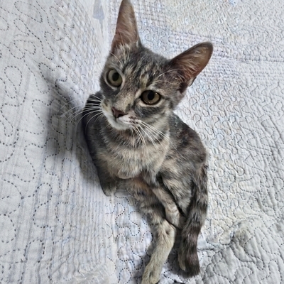 Katze Ylvi mag Menschen sehr, EKH - Katze
