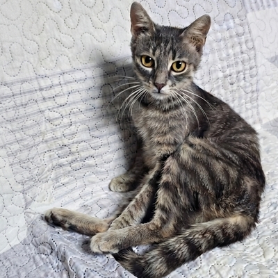 Katze Ylvi mag Menschen sehr, EKH - Katze