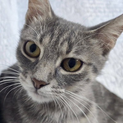 Katze Ylvi mag Menschen sehr, EKH - Katze