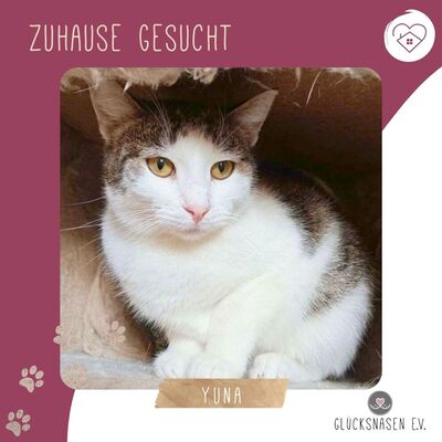 Katze Yuna sucht dringend ihr eigenes Körbchen