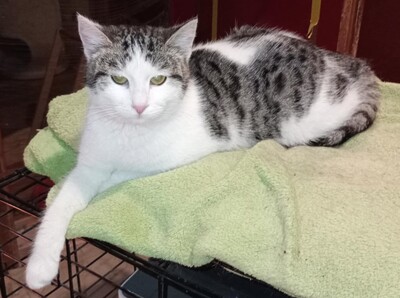 Katze Yuna sucht dringend ihr eigenes Körbchen, EKH - Katze