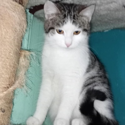 Katze Yuna sucht dringend ihr eigenes Körbchen, EKH - Katze