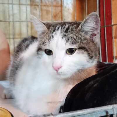 Katze Yuna sucht dringend ihr eigenes Körbchen, EKH - Katze