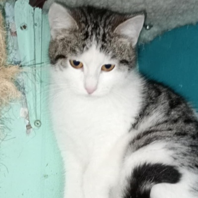 Katze Yuna sucht dringend ihr eigenes Körbchen, EKH - Katze