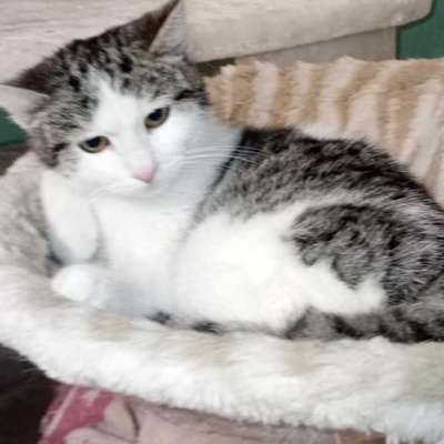 Katze Yuna sucht dringend ihr eigenes Körbchen, EKH - Katze