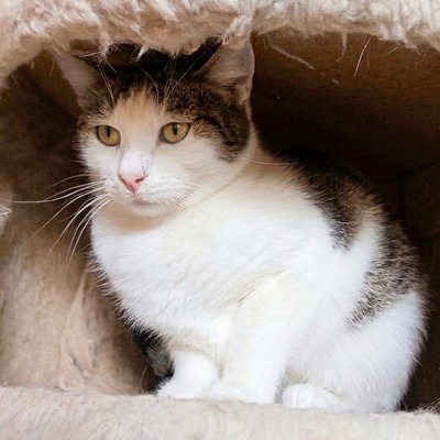 Katze Yuna sucht dringend ihr eigenes Körbchen, EKH - Katze