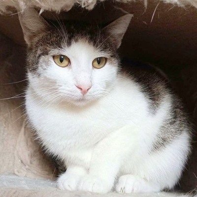 Katze Yuna sucht dringend ihr eigenes Körbchen, EKH - Katze