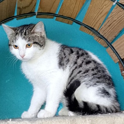 Katze Yuna sucht dringend ihr eigenes Körbchen, EKH - Katze