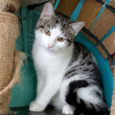 Katze Yuna sucht dringend ihr eigenes Körbchen, EKH - Katze