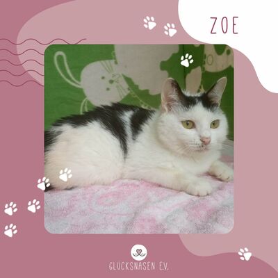 Katze Zoe wartet sehnsüchtig auf Post von Dir, EKH - Katze 1