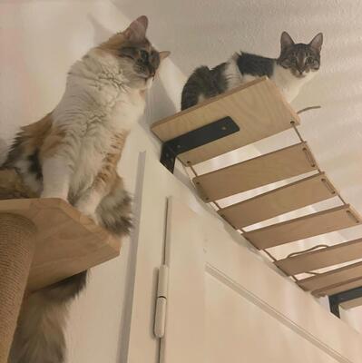 Katzen Abby und Peach suchen ein neues Zuhause, EKH - Katze