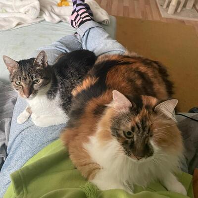 Katzen Abby und Peach suchen ein neues Zuhause, EKH - Katze