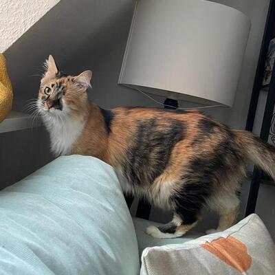 Katzen Abby und Peach suchen ein neues Zuhause, EKH - Katze