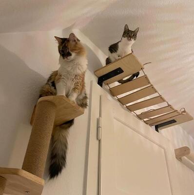 Katzen Abby und Peach suchen ein neues Zuhause, EKH - Katze