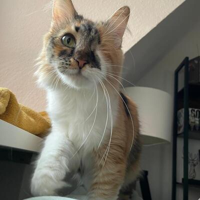 Katzen Abby und Peach suchen ein neues Zuhause, EKH - Katze