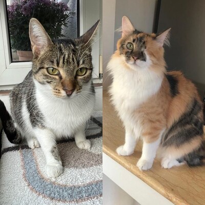 Katzen Abby und Peach suchen ein neues Zuhause, EKH - Katze