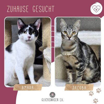 Katzen Amada und Jacoba suchen ihr Glück, EKH - Katze