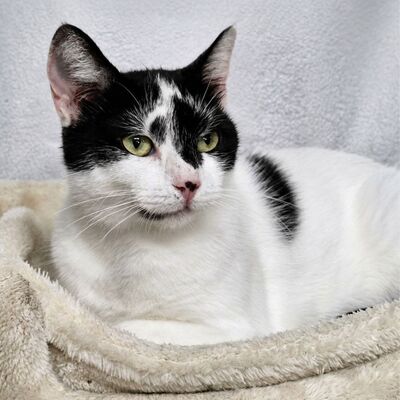 Katzen Amada und Jacoba suchen ihr Glück, EKH - Katze