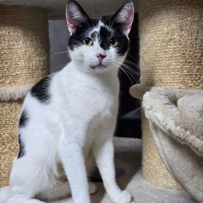 Katzen Amada und Jacoba suchen ihr Glück, EKH - Katze