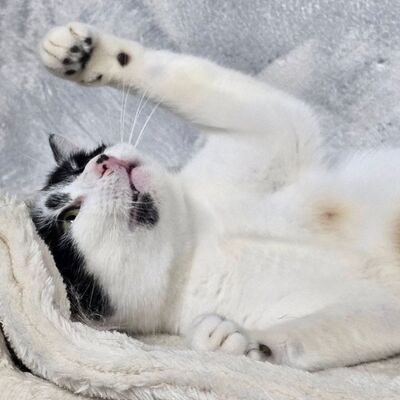 Katzen Amada und Jacoba suchen ihr Glück, EKH - Katze
