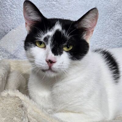 Katzen Amada und Jacoba suchen ihr Glück, EKH - Katze