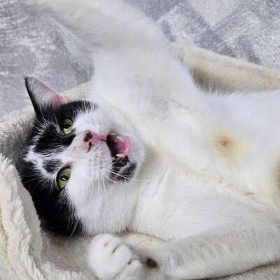 Katzen Amada und Jacoba suchen ihr Glück, EKH - Katze