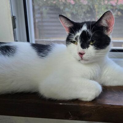 Katzen Amada und Jacoba suchen ihr Glück, EKH - Katze