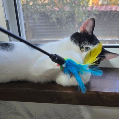 Katzen Amada und Jacoba suchen ihr Glück, EKH - Katze