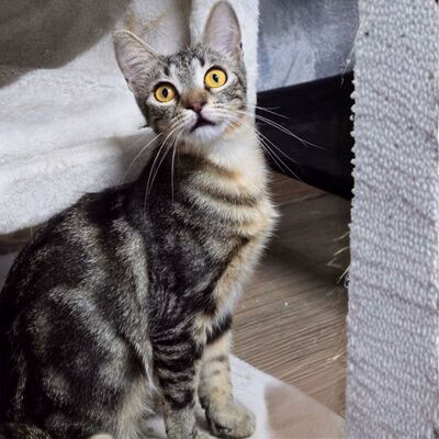 Katzen Amada und Jacoba suchen ihr Glück, EKH - Katze