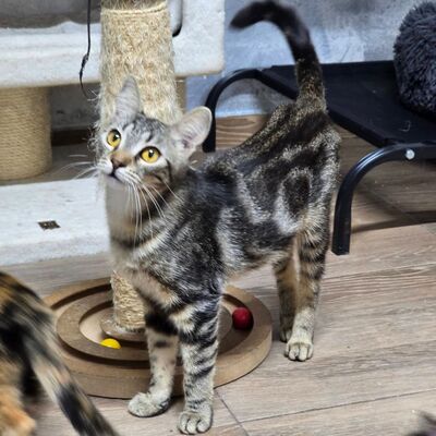 Katzen Amada und Jacoba suchen ihr Glück, EKH - Katze