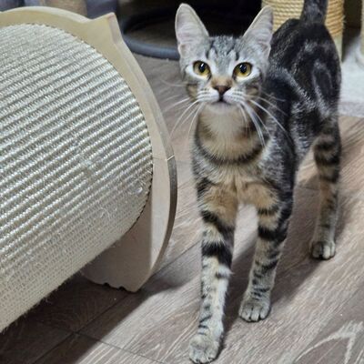 Katzen Amada und Jacoba suchen ihr Glück, EKH - Katze