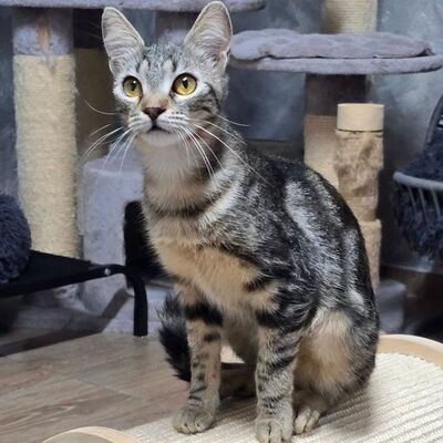 Katzen Amada und Jacoba suchen ihr Glück, EKH - Katze