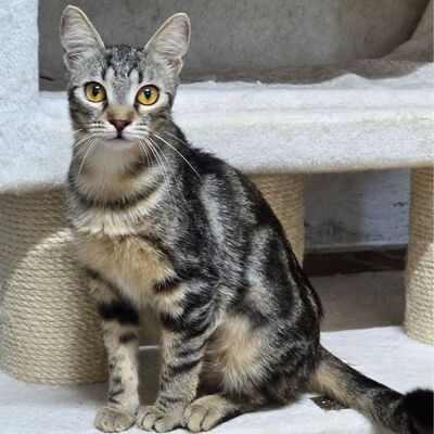 Katzen Amada und Jacoba suchen ihr Glück, EKH - Katze
