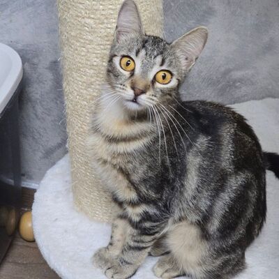 Katzen Amada und Jacoba suchen ihr Glück, EKH - Katze