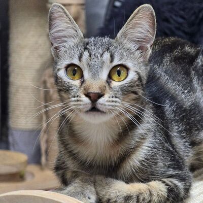 Katzen Amada und Jacoba suchen ihr Glück, EKH - Katze